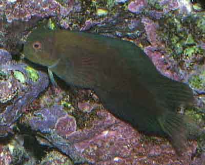 Picture of a Red-lipped Blenny during the day.