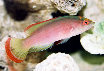 Picture of a Red-margined Fairy Wrasse or Pink-margined Fairy Wrasse