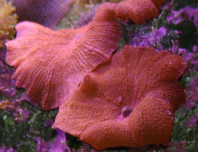 Red Mushroom, Metallic Red Mushroom, Actinodiscus cardinalis