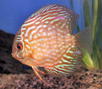 Discus, Symphysodon haraldi variety, Red Pigeon Blood Discus