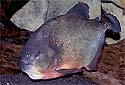 Click for more info on Red-bellied Piranha