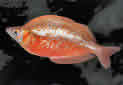 Click for more info on Red Rainbowfish