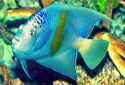 Click for more info on Red Sea Angelfish