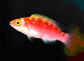 Juvenile Rose-band Fairy Wrasse, Cirrhilabrus roseafasci. Red-striped Fairy Wrasse, Pink-Banded Fairy Wrasse