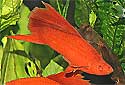 Click for more info on Swordtail Fish