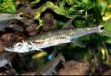 Click for more info on Red Tail Barracuda
