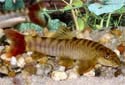 Click for more info on Red Tail Zebra Loach