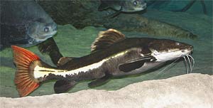 Red-tailed Catfish Phractocephalus hemioliopterus