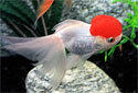 Click for more info on Redcap Oranda Goldfish