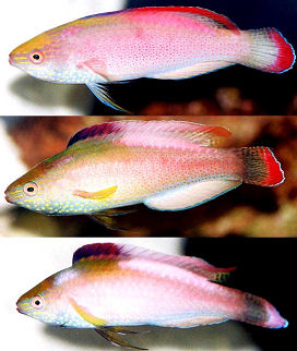 Picture of a Redmargined Fairy Wrasse male changing colors while displaying