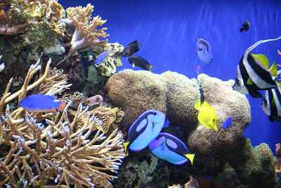 Guide to Reef Aquariums, Reef Aquarium Setup for any Reef Tank