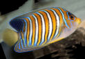 Click for more info on Regal Angelfish