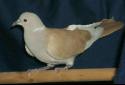 Click to learn about Doves - Pigeons