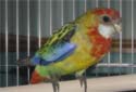 Click for more info on Eastern Rosella