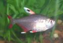 Click for more info on Rosy tetra
