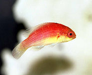 Picture of a female Rosy-fin Fairy Wrasse