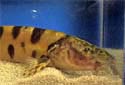 Click for more info on Royal Clown Loach