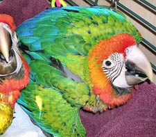 MRubalina Macaw babies