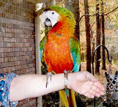 Picture of a Rubalina Macaw, third generation macaw