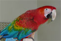 Click for more info on Ruby Macaw