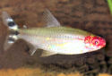 Click for more info on Rummy-nose Tetra