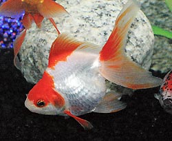 Red and White Ryukin Goldfish