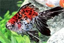 Click for more info on Ryukin Goldfish