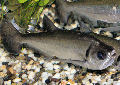 Click for more info on Sabertooth Characin