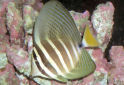 Click for more info on Sailfin Tang