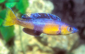 Cyprichromis leptosoma Kekese male