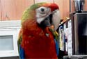 Click for info on the Scarlet Macaw X (Catalina X Military) Macaws