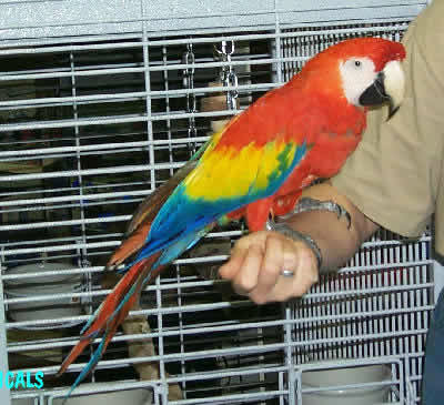 Scarlet Macaw, Ara macao, also called the Red and Yellow Macaw, Bolivian Scarlet, and the Red Yellow Blue Macaw