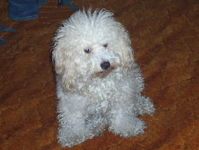 Schnoodle, Schnauzer Poodle MIxed Dogs