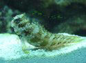 Click to learn about Blenny Types