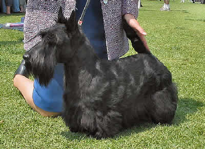 Scottish Terrier Picture, also called Aberdeen Terrier and Scottie