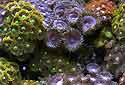 Click to learn about Zoanthids