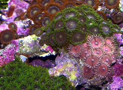 Picture of Button Polyps Zoanthus sp., also known as Colonial Anemones, Sea Mats, and Zoas