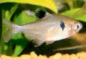 Click for more info on Serpae Tetra