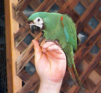 Severe Macaw or Chestnut-fronted Macaw baby