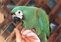Click for more info on Severe Macaw