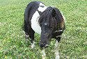 Click for more info on Shetland Pony