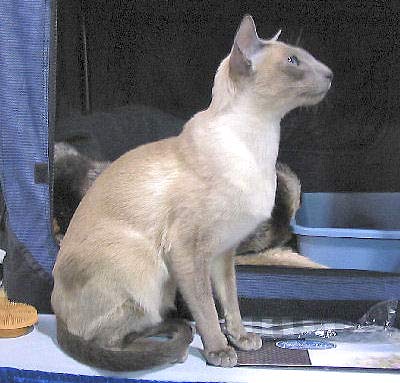 Siamese Cat, Palace Cat, Royal Siamese, Royal Cat of Siam
