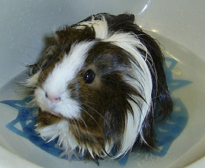 Silkie (Sheltie) Guinea Pig, Guinea Pig Pictures