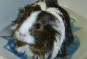 Click for more info on Silkie Guinea Pig