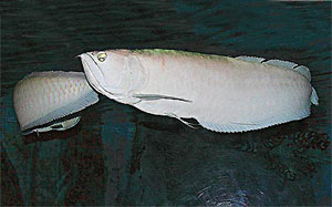 Albino Silver Arowana, Osteoglossum bicirrhosum