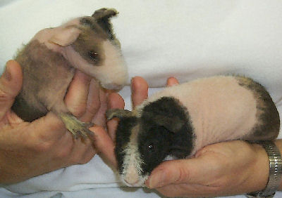 Skinny Pig or Hairless Guinea Pig, Guinea Pig Pictures