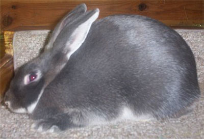 Blue Silver Marten Rabbit