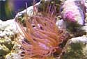 Click for more info on Small Rock Anemone