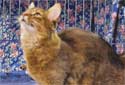 Click for more info on Somali Cat