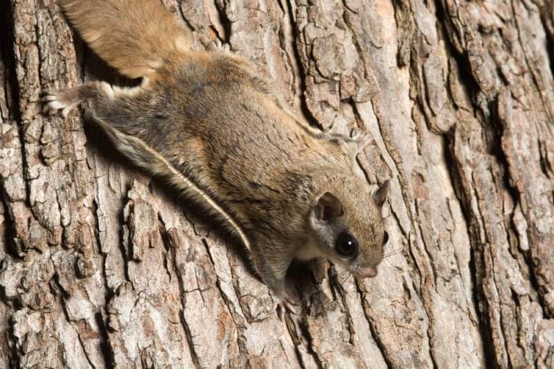 Southern flying squirrel clinging to a tree at night